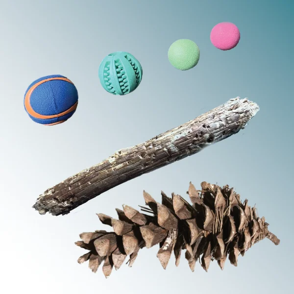 Apportieren Apportieren