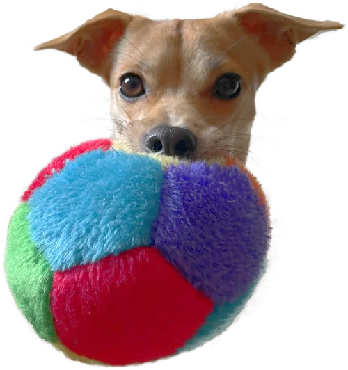 Finn-playing Finn Playing